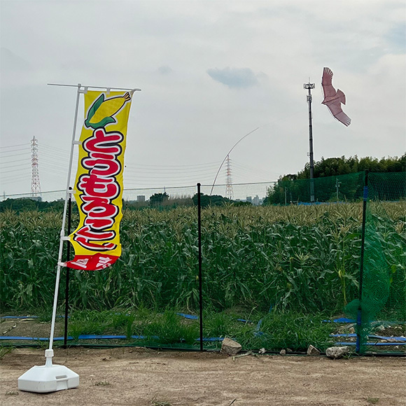土からキッチン～㈱ミズホさま直売開始