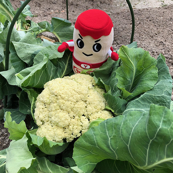野菜の収穫に伺いました！